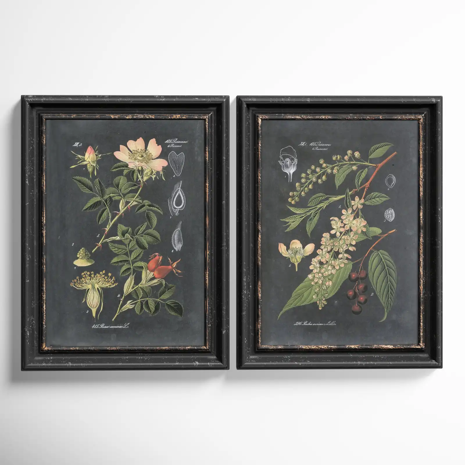 Birch Lane Bergenfield Midnight Botanicals by Vision Studio - 2 Piece Picture Frame Graphic Art Print Set on Wood & Reviews | Wayfair