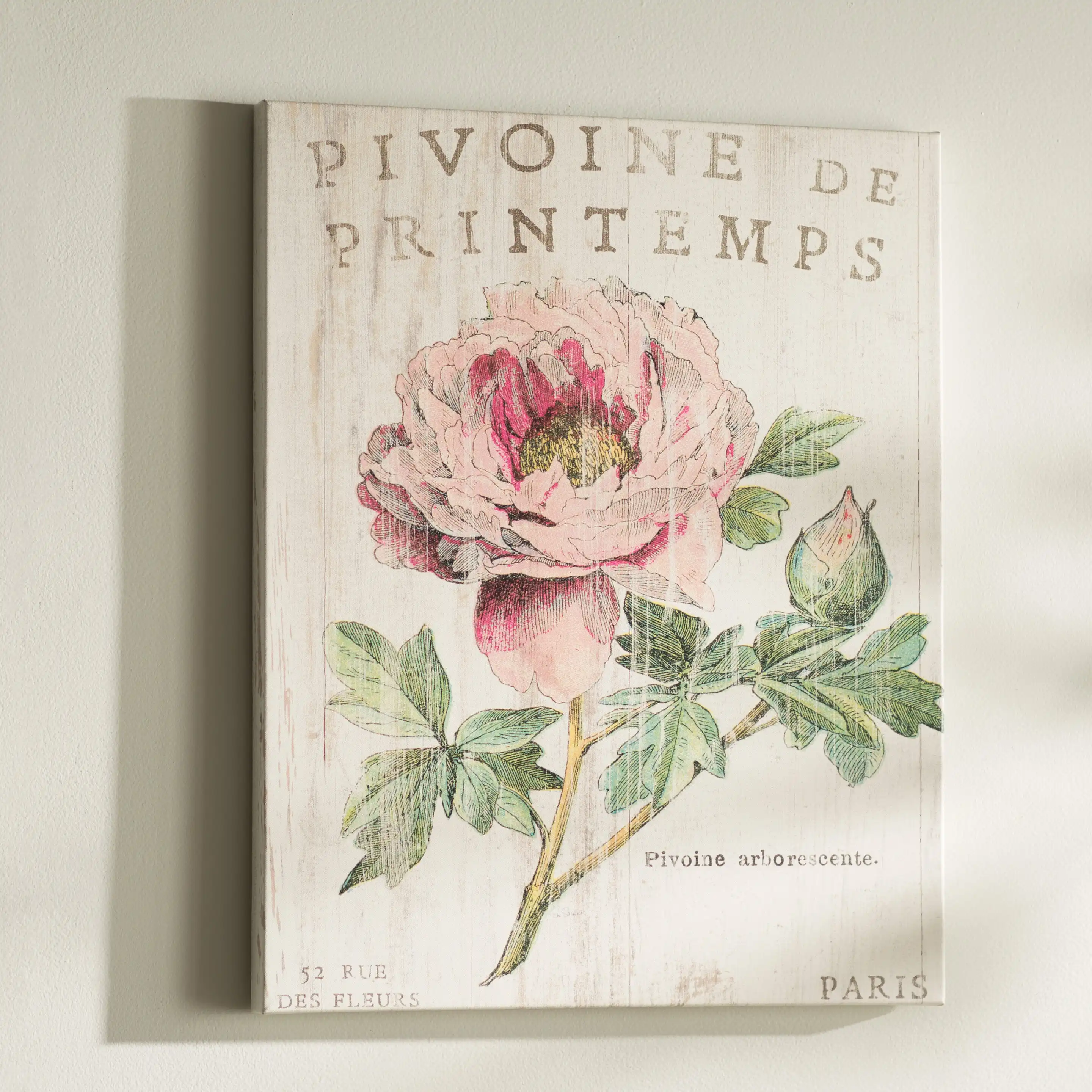 Ophelia & Co. 'Pivoine de Printemps' Graphic Art Print & Reviews | Wayfair