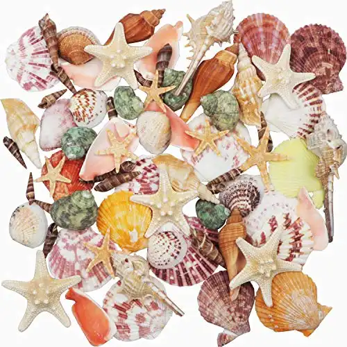 Sea Shells Mixed Beach Seashells 9 Kinds 1.2"-3.5 "Various Sizes Natural Seashells and 2 Kinds of Natural Starfish for Beach Themed Party DIY Crafts Fishtank Vase Fillers Home Wedding Decora...