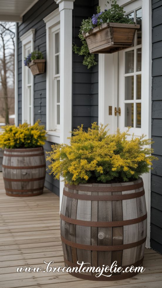 Yellow winter shrubs in rustic barrels