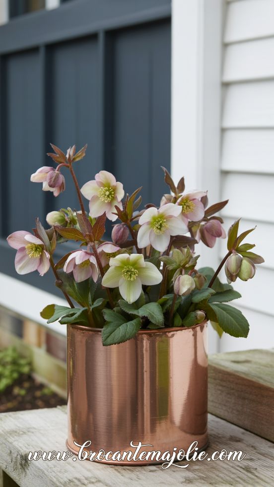 Copper pot with hellebores