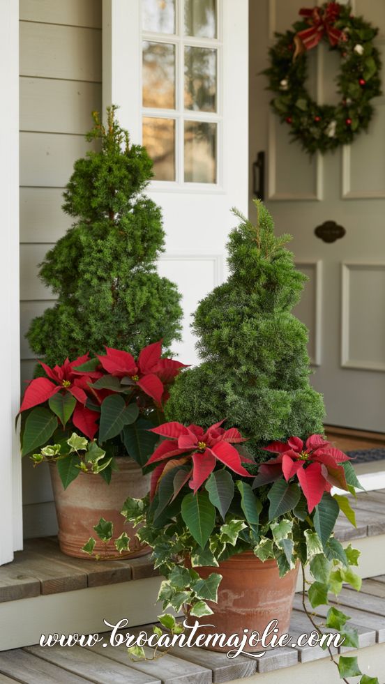 Topiary urns with poinsettias and variegated ivy